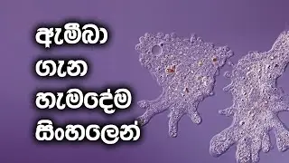 Amoeba || ඇමීබා ගැන සිංහලෙන් || #ameaba #microorganism #amoeba