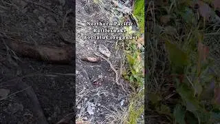 BABY RATTLESNAKE