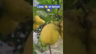 lime #subscribe