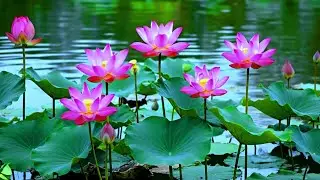 Peaceful Lotus Pond 🌸 Relaxing Nature Scenery for Meditation