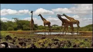 Kenya, Voi Tsavo National park 1/22/2026 1030am Girrafe Spotting Morning