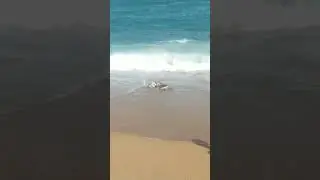 terror en playa de mar bella #bcn #terror #rare #strangerthings #mar #sorpresa #scary #playa #summer