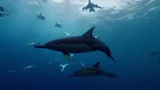 South Africa's beautiful annual sardine run 🐟  KZN