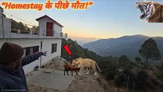 Homestay के पीछे मौत ❗️ यहीं से आता है Tiger & leopard 😱