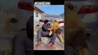 Lower your pride or make Frd with lion POV: #funny #viral  #funnyanimal Why do I do this #ayomaff