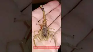 The top 5 most dangerous scorpions