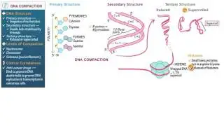 Biology and Biochemistry: DNA Compaction