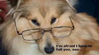 Try not to Laugh: Dogs in Glasses