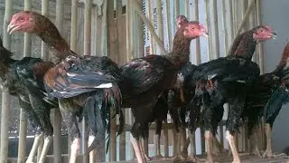 PEMULA WAJIB TAHU!! TERNAK AYAM BANGKOK SEBERAPA MENGUNTUNGKAN SIH?