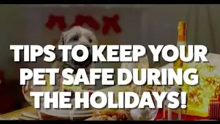 Tips to Keep Pets Safe This Holiday