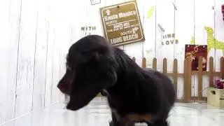 ワンラブ　ペットショップ　名古屋市　180362