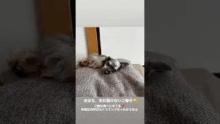 きはち、少しずつ復調してくる（Instagram Stories 2025年9月17日）#dogshorts #じんきはいっしん #jinkihaisshin