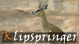 Klipspringer (Oreotragus oreotragus) Animal Call | Kruger Park Antelope | Stories Of The Kruger