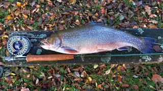 ROCKBOURNE TROUT FISHERY.  Chasing Spartic Trout.