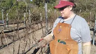 Pruning of Merlot Grapes