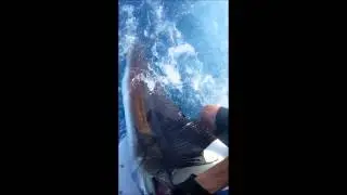 Lancha Verde - Blue Water Classic 2014 Sailfish Releases