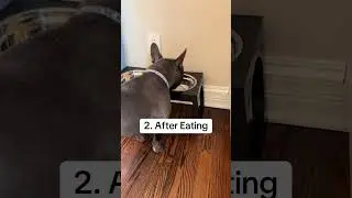 Potty Training Tips for French Bulldogs #frenchbulldog #DogTraining