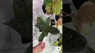 Комнатные растения Аглаонемы.