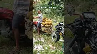 Harvested #marang 🫒 #thankyoulord #blessings #farmproducts #shortvideo #everyone #fyp #viralshorts