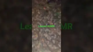 Leaves Crunch Walk ASMR 🍃