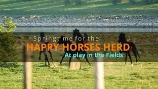 The Happy Horses Herd 4k