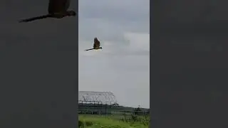 Blue and gold macaw free fly #parrot #freeflybird #bird #freefly