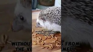 Hedgehogs: Nature's Venom-Proof Heroes #facts #hedgehog #venomous