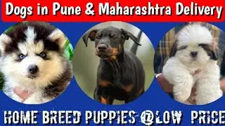 📌Home Breed Puppies @ Low Price !! Pune and all Maharashtra Delivery ✅