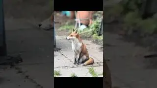 A small fox family that live in my garden. Wildlife is just so uplifting #fox #foxes #natural #fyp