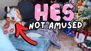 Stealing my huskies bed (EPIC FAIL)