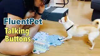 Chihuahua Puppy First Day With FluentPet Dog Talking Buttons  | Beefence TV