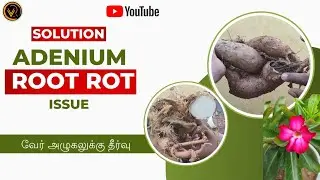 adenium root rot treatment | adenium root rot | caudex care | adenium root  care in tamil