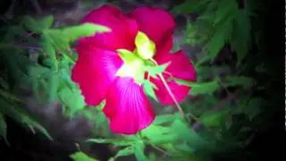 OWLE Bubo with iPhone 4 Test Footage