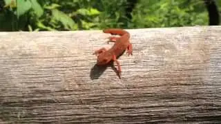 Bright Orange Eastern Newt - Running