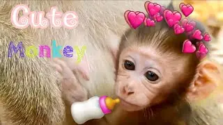 Adorable cutie Baby monkey Baron during feeding Milk, Baron&rsquo;s Cuties than other Baby monkey 🐒