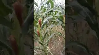 Flooding of corn fields #relaxing #nature