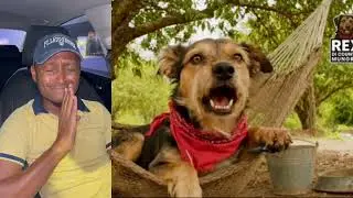 Каково это быть @RexDiCountryMungrel на #Ямайке 😂 #Смешно #Комедия #Вирусное