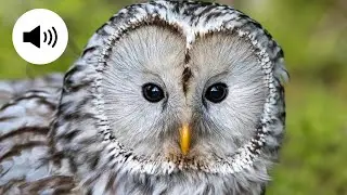 🦉 Chouette de l’Oural : l’élégante gardienne de la nuit | Ural Owl Sounds 🦉🎶