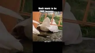 Duck wanting to escape because #duckshorts #duck #escapingduck #duckrunningaway