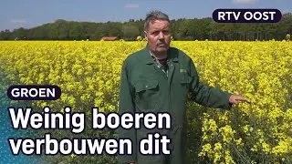 Heeft boer Steven het nieuwe goud in handen met zijn koolzaad? | RTV Oost