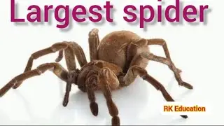 largest spider in the world