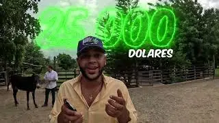 &iquest;UN BURRO QUE VALE M&Aacute;S QUE UN CARRO? &iexcl;&iexcl;INCRE&Iacute;BLE!!