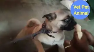 Eating Banana Pug Dog