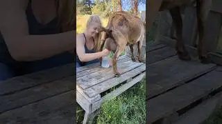 America Goat Farm 😍 #america #goat