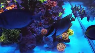 Acropora dominated Cade 1800 S2 Peninsula