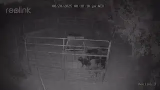 Trapped 22 wild hogs in South Texas in one night. 1 big boar caught and 1 gets away for third time