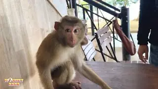 Monkey Kaka met his dad with sadness clearly visible on his face.