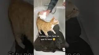 comment prendre un bain pour le chat?