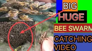 Big swarm of honey bees catching step by step information #swarming #honeybees#beekeeping #buzz