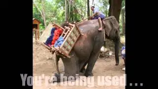 Save the Asian Elephants!